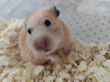 Suriyeli hamsterın portresi.