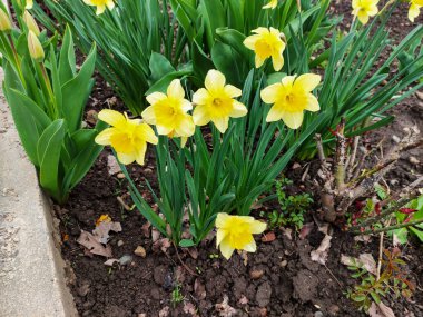 Ev bahçesinde nergis çiçekleri