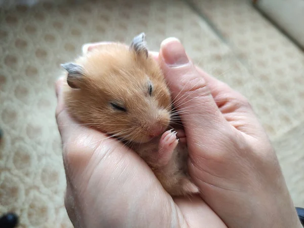 Cute Syrian Hamster Sleeps Female Arms — Stock Photo, Image