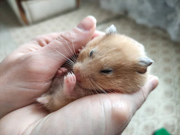 Bonito Hamster Sírio Dorme Nos Braços Femininos — Fotografia de Stock