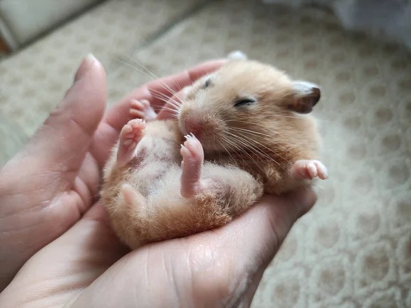 Bonito Hamster Sírio Dorme Nos Braços Femininos — Fotografia de Stock