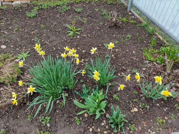 Daffodil flowers in the home garden