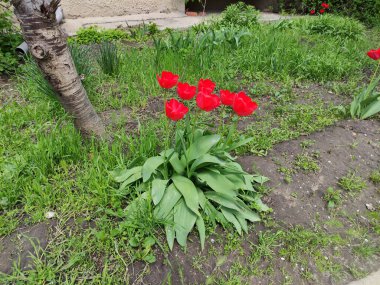 Bahçede otların arasında laleler