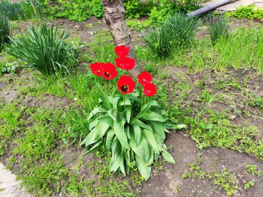 Bahçede otların arasında laleler