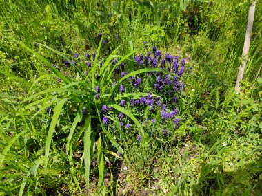 Bahçedeki çiçeklerin arasında çiçek açar.