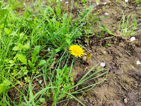 Dandelion Flower Grass — Stock Photo, Image