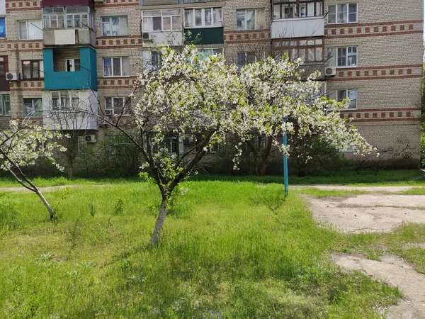 Cerejeira Florescente Pátio Prédio Apartamentos — Fotografia de Stock