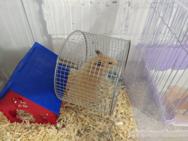 Suriyeli hamster kemirgen tekerleğinde