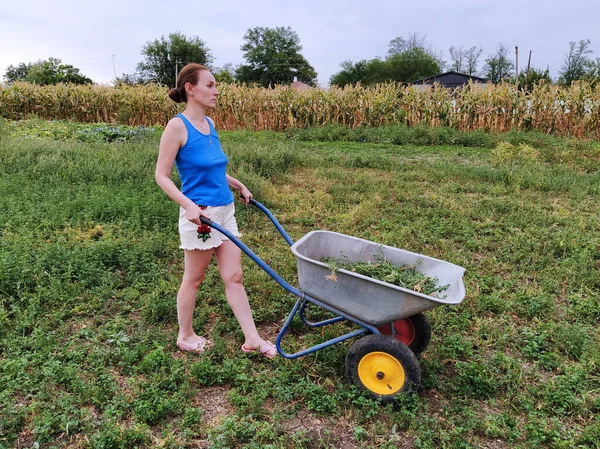Vrouw Rolt Een Kruiwagen Met Gras Landelijke Omgeving — Stockfoto