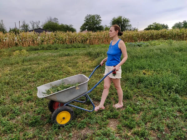 Vrouw Rolt Een Kruiwagen Met Gras Landelijke Omgeving — Stockfoto
