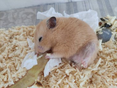 Kalkmış bacaklı uykulu hamster leat.
