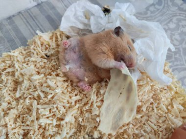 Uykulu hamster sırt üstü uzan ve gözleri kapalı ye.