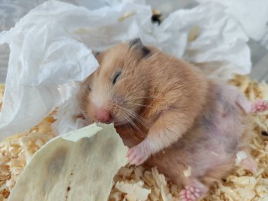 Uykulu hamster sırt üstü uzan ve kapalı gözlerle ye, yakın plan.
