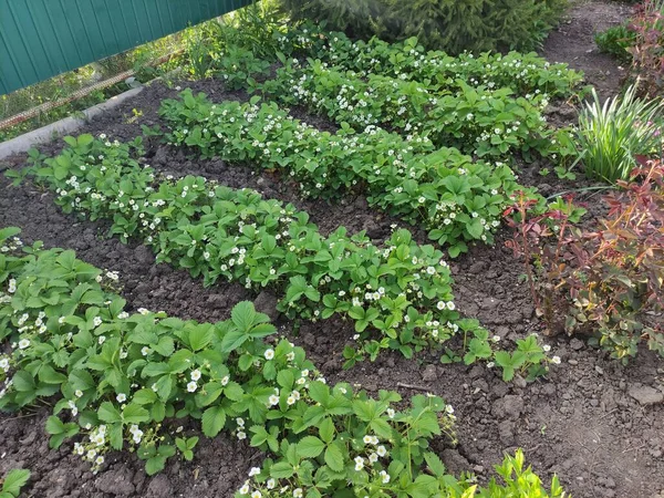 Bedden Met Bloeiende Aardbeienstruiken Een Moestuin — Stockfoto