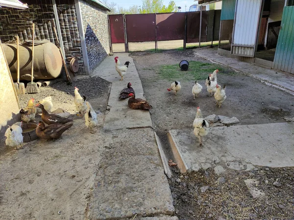 Enten Und Hühner Auf Einem Bauernhof — Stockfoto