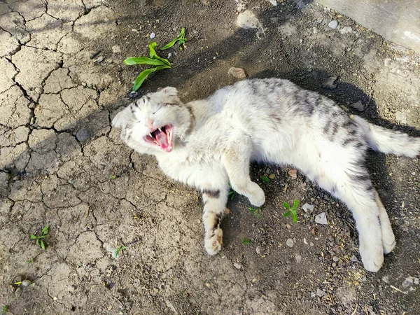 Düşük Kulaklı Gri Kedi Yerde Yatıyor Esniyor — Stok fotoğraf