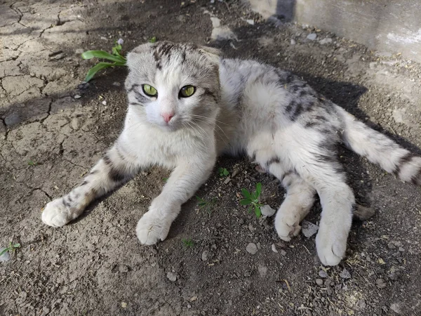 Chat Gris Oreilles Nues Couché Sur Sol — Photo