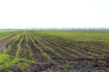 Küçük mısır filizleri olan tarım arazisi