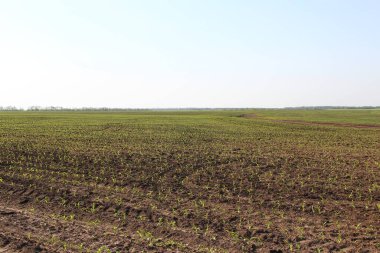 Küçük mısır filizleri olan tarım arazisi
