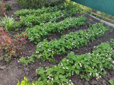 Sebze bahçesinde çiçek açan çilek çalıları olan yataklar