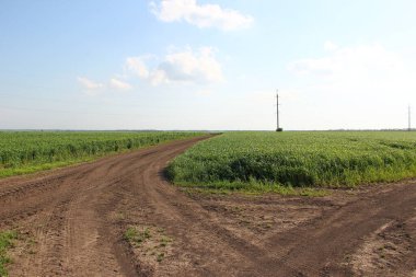 Elektrik hatlarının arka planında tarımsal alanlardan geçen toprak yol