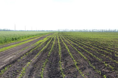 Küçük mısır filizleri olan tarım arazisi