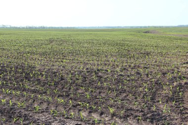 Küçük mısır filizleri ve tarımsal mekanizma izleri olan tarım arazisi