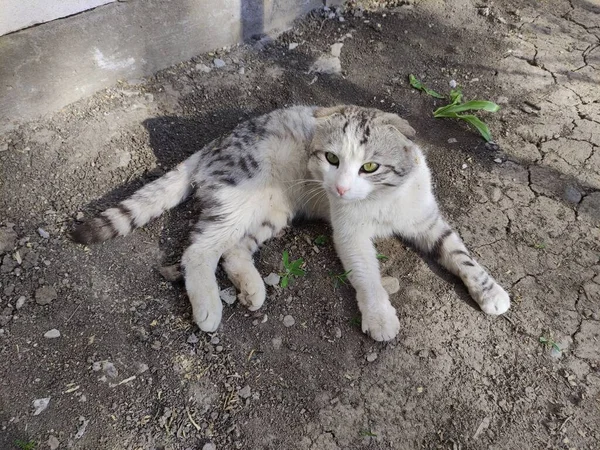 Düşük Kulaklı Gri Kedi Yerde Yatıyor — Stok fotoğraf