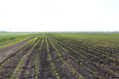 Küçük mısır filizleri olan tarım arazisi