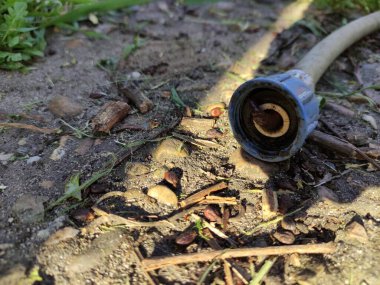 Solucan hortumdan çıkar.