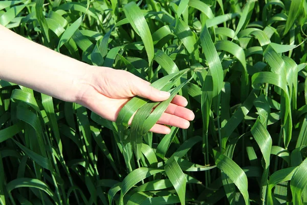 Woman Checking Young Wheat Sprouts Field — Stock Photo, Image