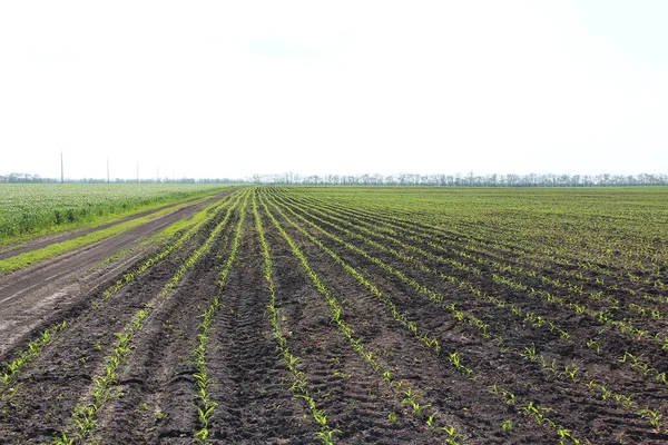 Küçük mısır filizleri olan tarım arazisi