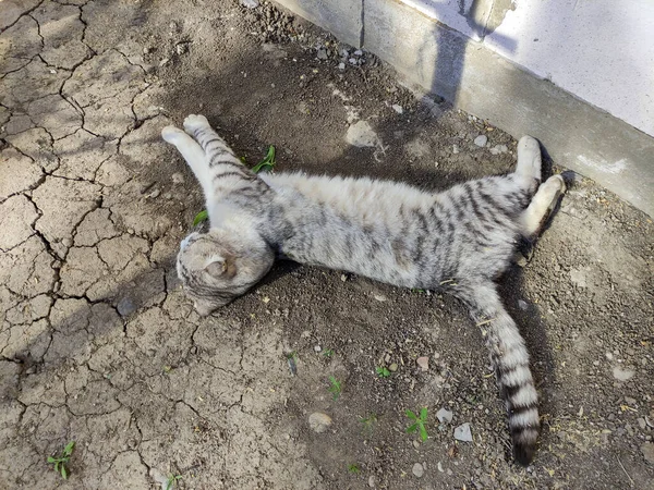 Серая Кошка Лопоухом Лежит Земле — стоковое фото