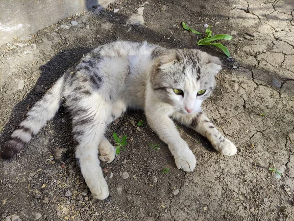 Lop Örat Grå Katt Ligger Mark — Stockfoto