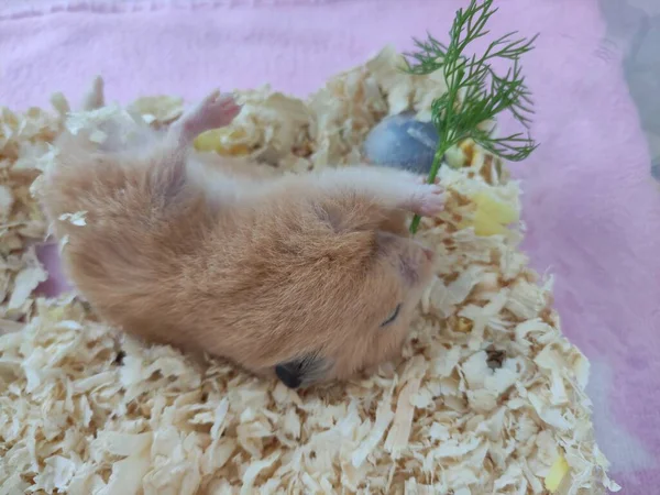 Syrische Hamster Eet Dille Ligt Zijn Rug — Stockfoto