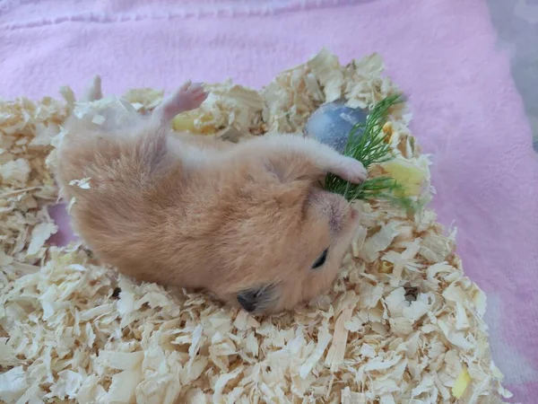 Hamster Sírio Comer Endro Deita Costas — Fotografia de Stock