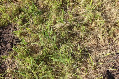 Yeşil ot arka planı ve dokusu