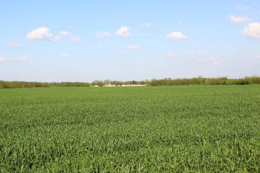 Genç buğday saplarıyla tarım tarlaları