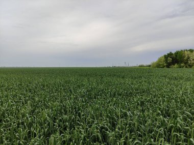 Bulutlu bir günde genç buğday tarlası