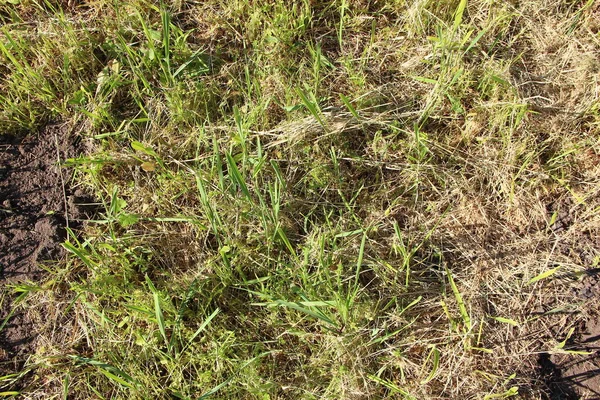 Groene Onkruid Gras Achtergrond Textuur — Stockfoto