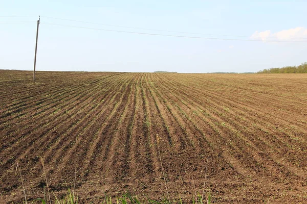 若いトウモロコシの列を持つ農業分野 — ストック写真