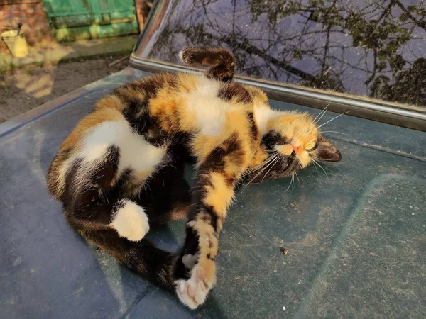 Tortoiseshell Gato Com Olhos Amarelos Encontra Lado — Fotografia de Stock