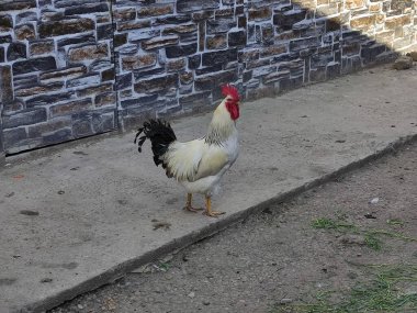 Çiftlik bahçesinde horoz