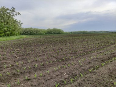 Bir mısır filiziyle tarlaya sürülmüş.
