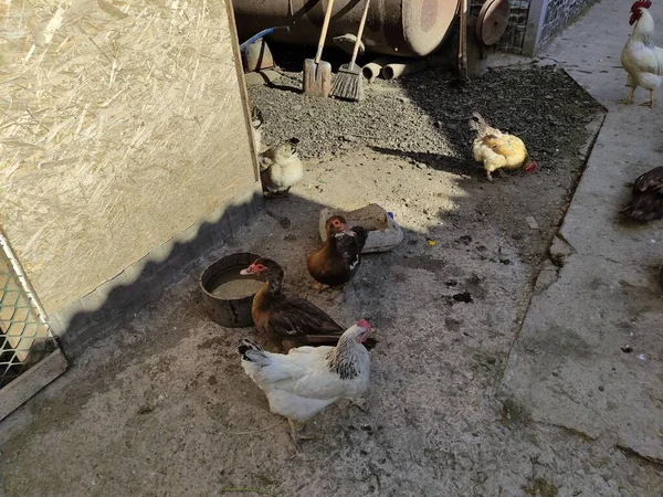 Agricultural birds walk around a farm yard