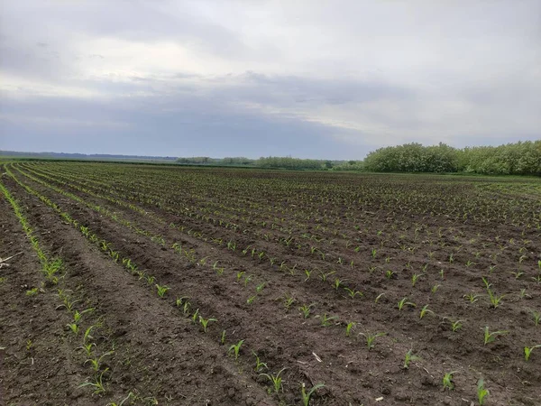 Plowed Jordbruksmark Med Majs Groddar — Stockfoto