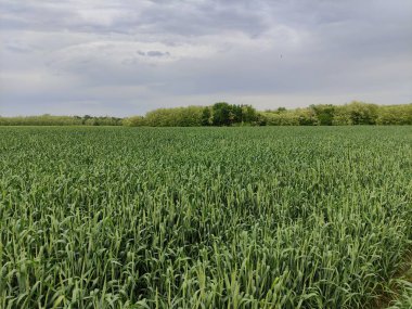 Genç buğdaylı yeşil tarla