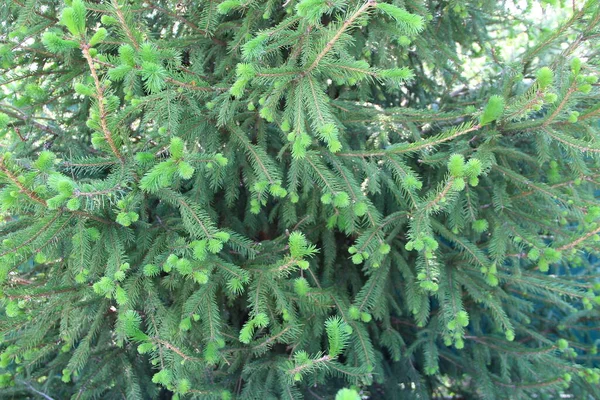 Sparren Met Jonge Groene Takken — Stockfoto