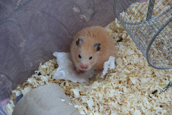 Hamster Sírio Senta Sua Própria Gaiola — Fotografia de Stock