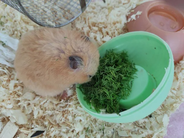 Yeşil Dereotu Yiyen Suriyeli Hamster — Stok fotoğraf